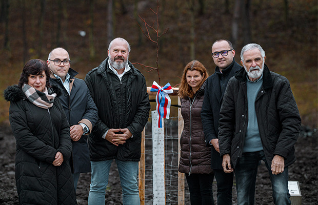 Masarykova lípa z Pražského hradu najde pokračování svého příběhu u Poděbrad